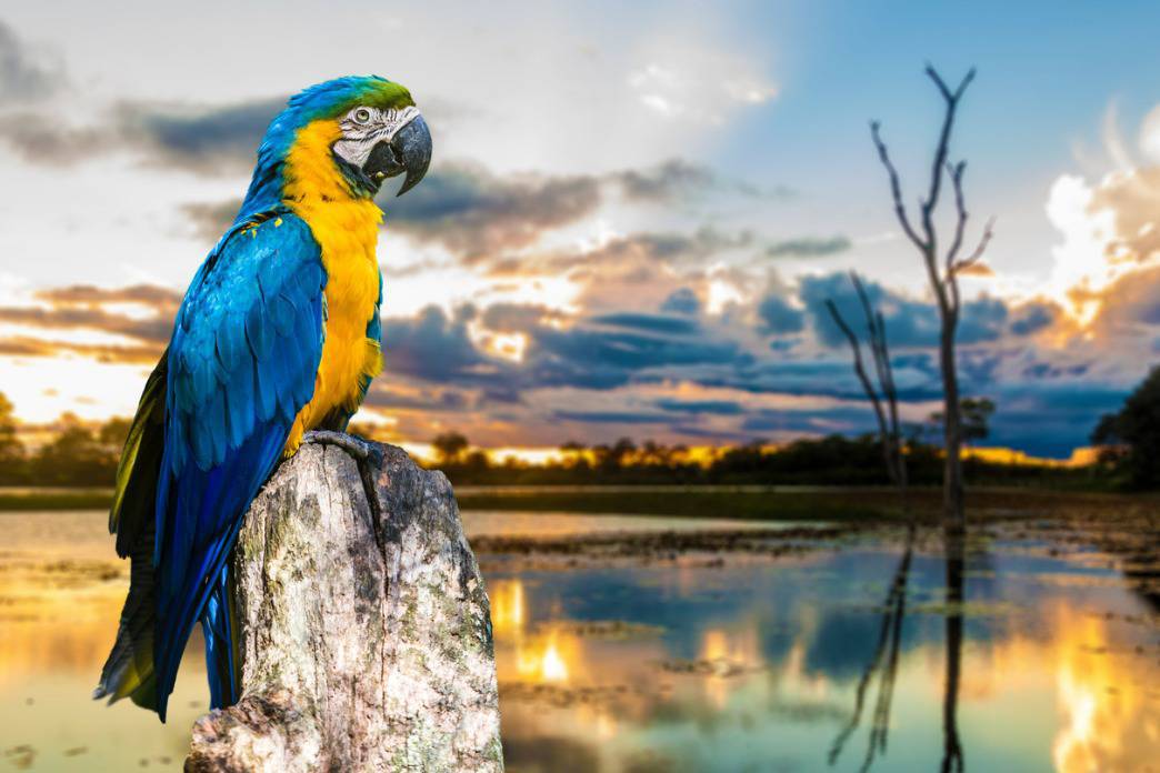Pacote de Viagem – Pantanal + Transfer Incluso – 2° Semestre 2022